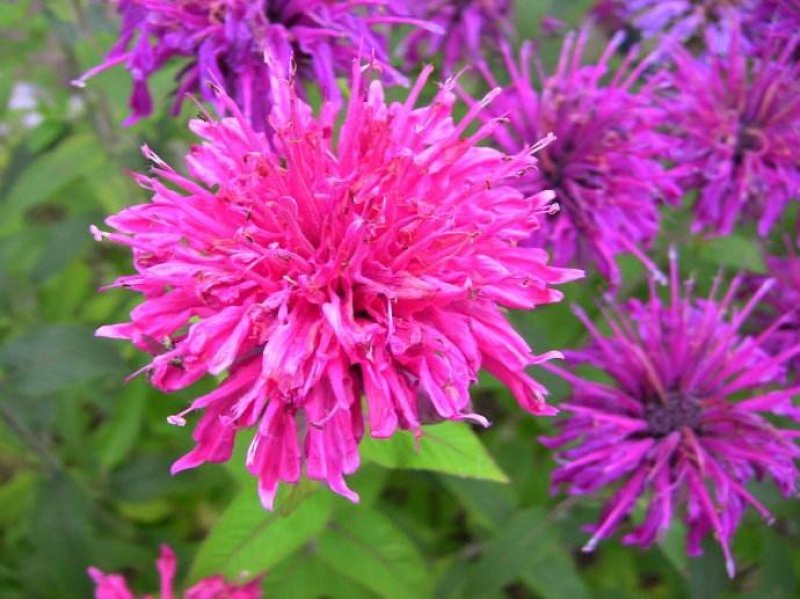 美国薄荷籽种进口籽种香草种子花海公园庭院观赏