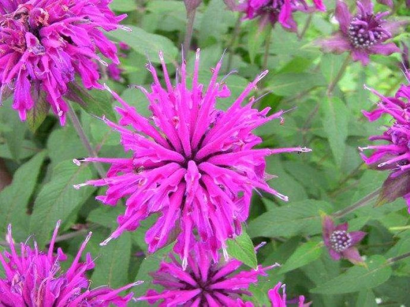 美国薄荷籽种进口籽种香草种子花海公园庭院观赏