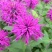 美国薄荷籽种进口籽种香草种子花海公园庭院观赏