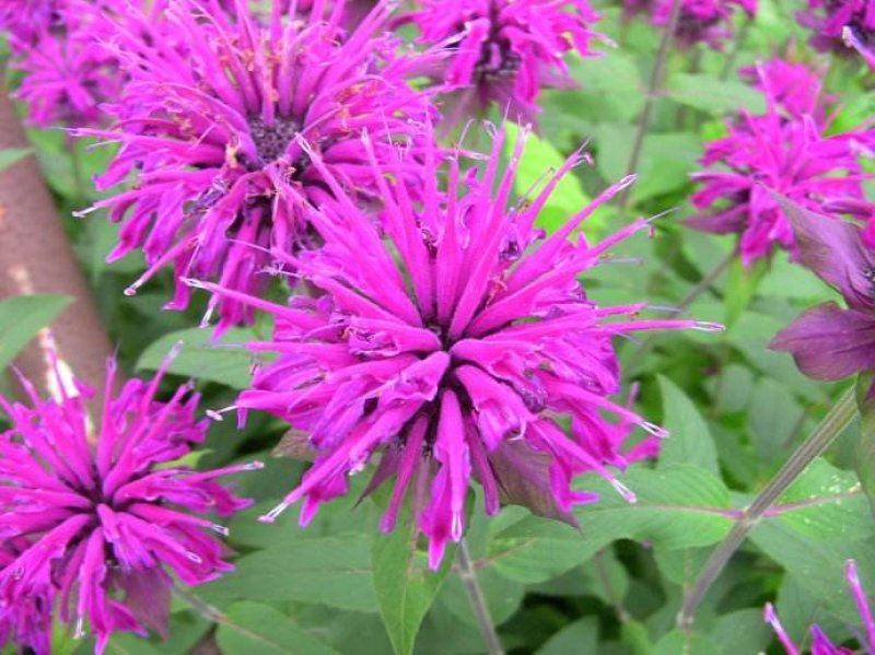 美国薄荷籽种进口籽种香草种子花海公园庭院观赏