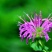 美国薄荷籽种进口籽种香草种子花海公园庭院观赏