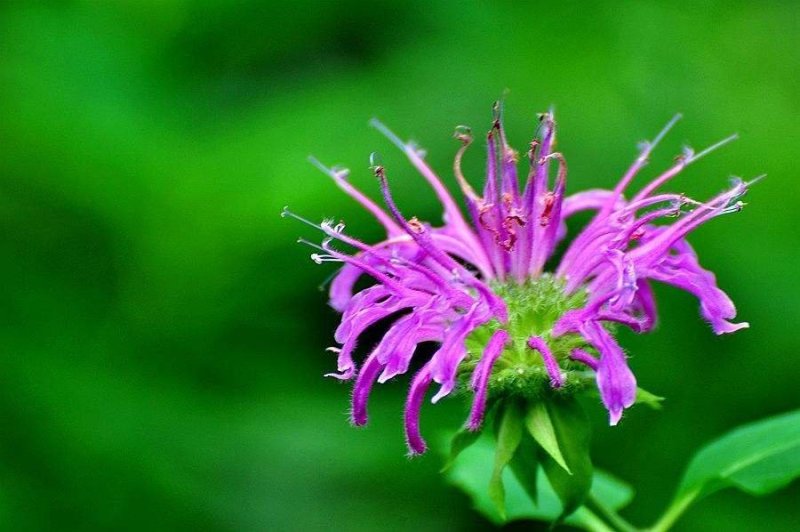 美国薄荷籽种进口籽种香草种子花海公园庭院观赏