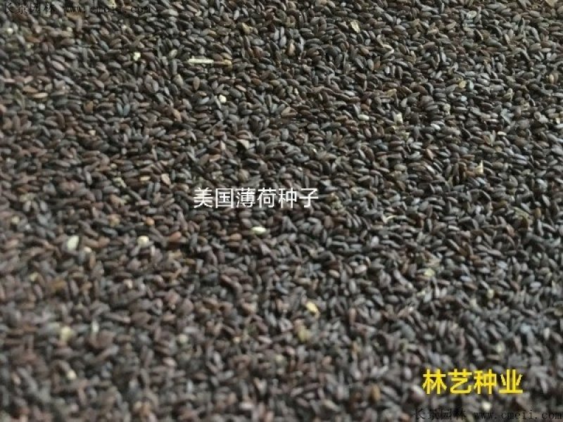 美国薄荷籽种进口籽种香草种子花海公园庭院观赏