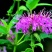 美国薄荷籽种进口籽种香草种子花海公园庭院观赏