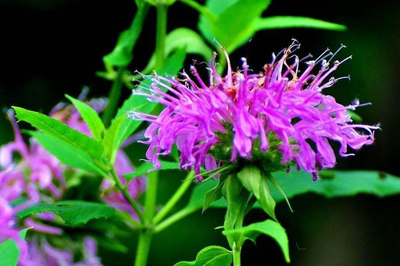 美国薄荷籽种进口籽种香草种子花海公园庭院观赏