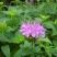 美国薄荷籽种进口籽种香草种子花海公园庭院观赏