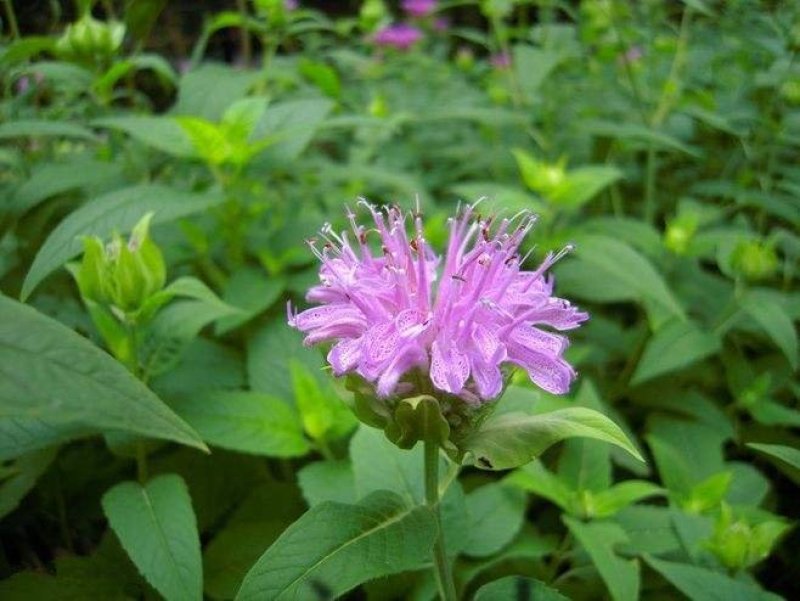美国薄荷籽种进口籽种香草种子花海公园庭院观赏