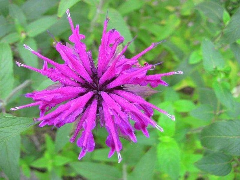 美国薄荷籽种进口籽种香草种子花海公园庭院观赏