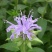 美国薄荷籽种进口籽种香草种子花海公园庭院观赏