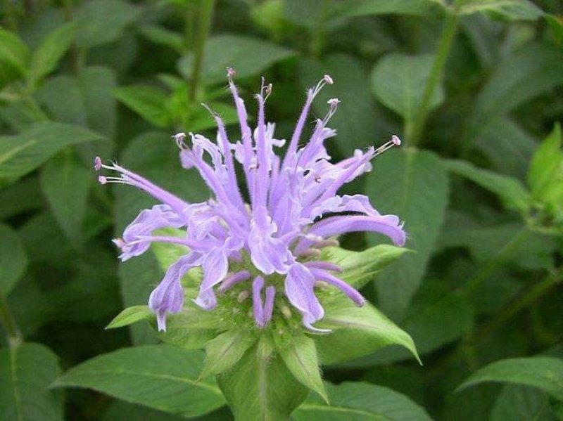 美国薄荷籽种进口籽种香草种子花海公园庭院观赏