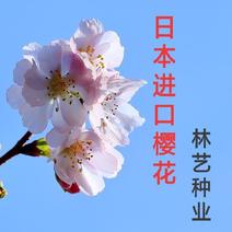 樱花籽种日本进口樱花观赏开花不断花海公园