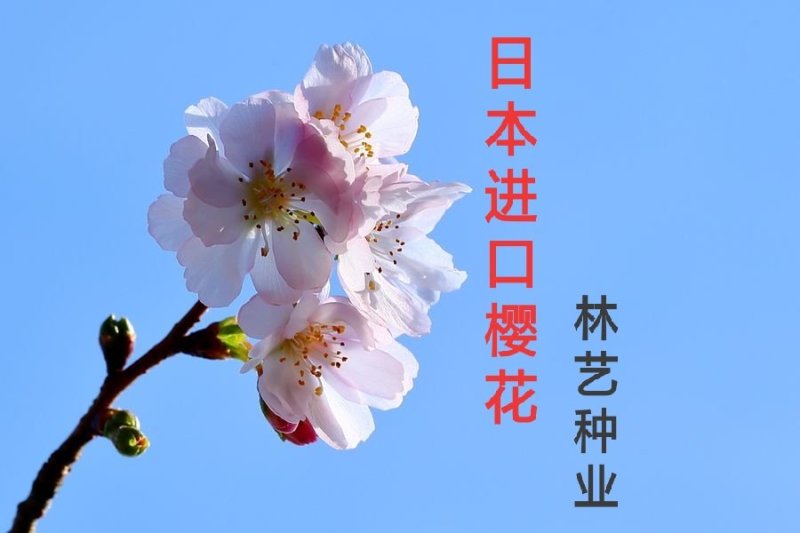 樱花籽种日本进口樱花观赏开花不断花海公园