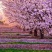 樱花籽种日本进口樱花观赏开花不断花海公园