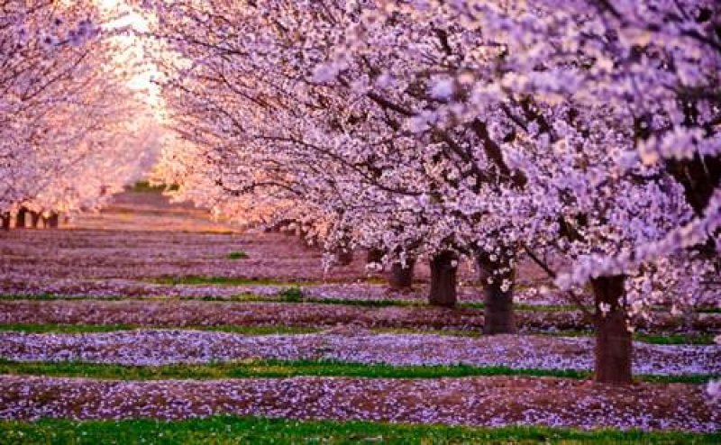 樱花籽种日本进口樱花观赏开花不断花海公园