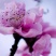 樱花籽种日本进口樱花观赏开花不断花海公园