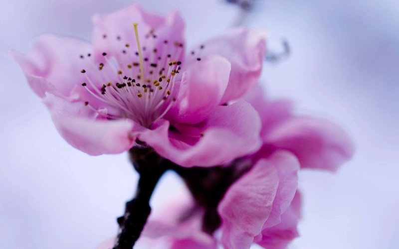 樱花籽种日本进口樱花观赏开花不断花海公园