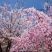 樱花籽种日本进口樱花观赏开花不断花海公园