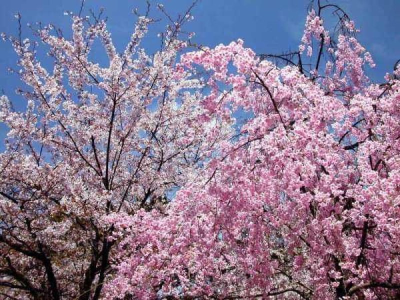 樱花籽种日本进口樱花观赏开花不断花海公园