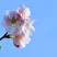 樱花籽种日本进口樱花观赏开花不断花海公园