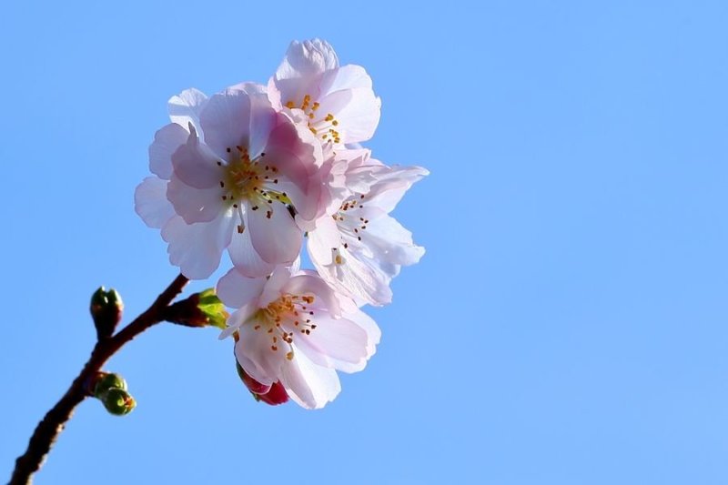 樱花籽种日本进口樱花观赏开花不断花海公园