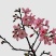 樱花籽种日本进口樱花观赏开花不断花海公园