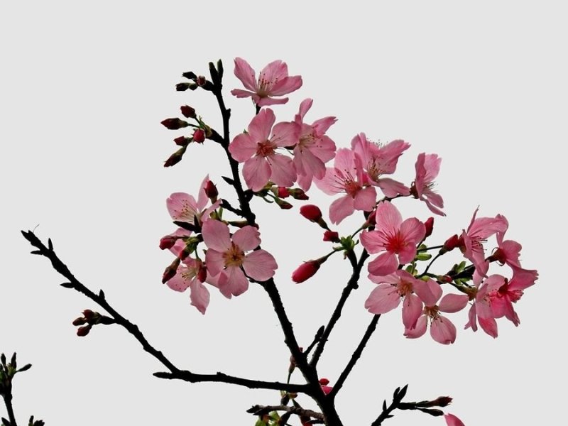 樱花籽种日本进口樱花观赏开花不断花海公园