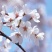 樱花籽种日本进口樱花观赏开花不断花海公园