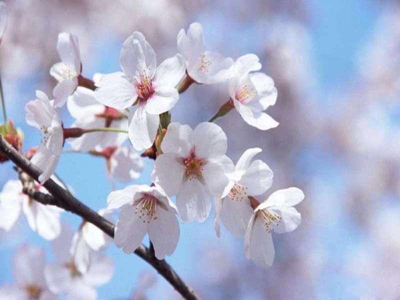 樱花籽种日本进口樱花观赏开花不断花海公园