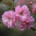 樱花籽种日本进口樱花观赏开花不断花海公园