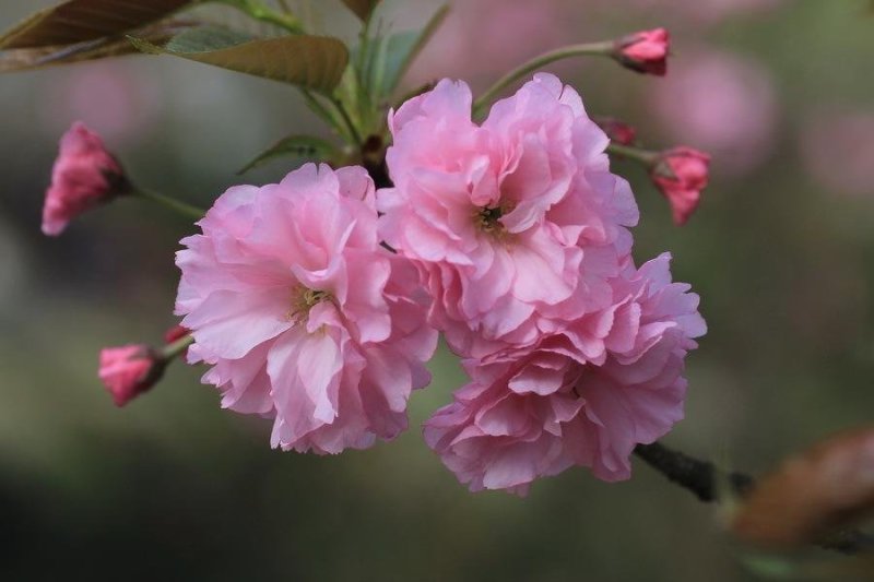 樱花籽种日本进口樱花观赏开花不断花海公园