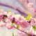 樱花籽种日本进口樱花观赏开花不断花海公园