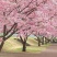 樱花籽种日本进口樱花观赏开花不断花海公园