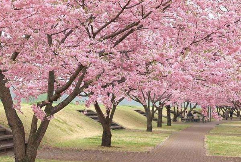 樱花籽种日本进口樱花观赏开花不断花海公园