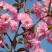 樱花籽种日本进口樱花观赏开花不断花海公园