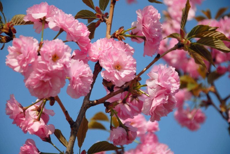 樱花籽种日本进口樱花观赏开花不断花海公园