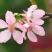 樱花籽种日本进口樱花观赏开花不断花海公园
