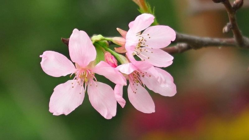 樱花籽种日本进口樱花观赏开花不断花海公园