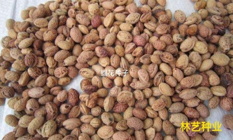 樱花籽种日本进口樱花观赏开花不断花海公园
