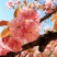 樱花籽种日本进口樱花观赏开花不断花海公园