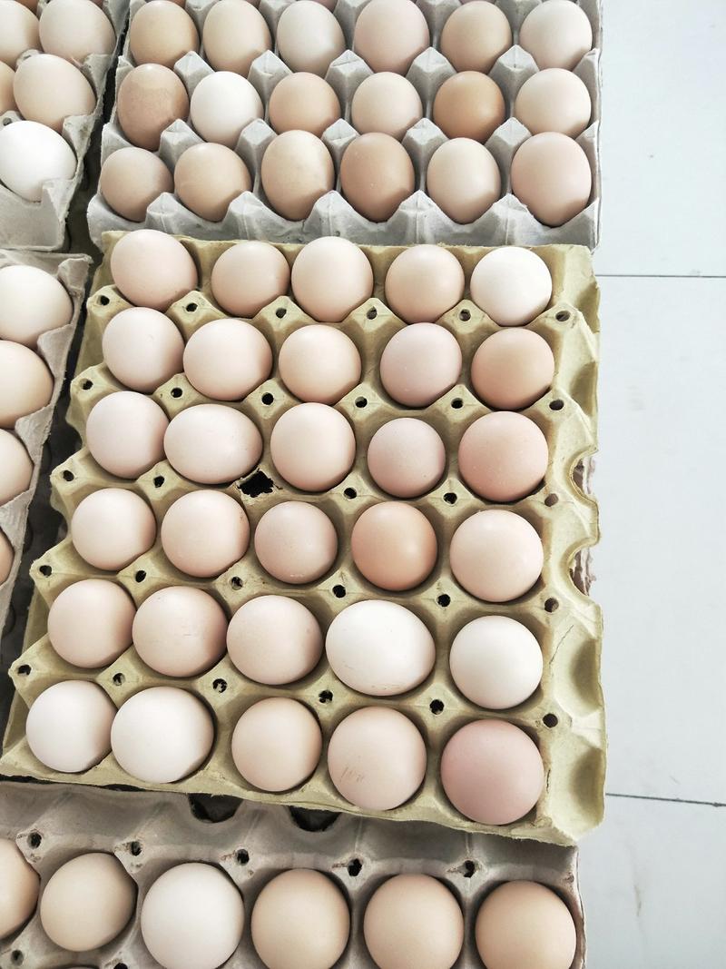 毛鸡蛋实蛋