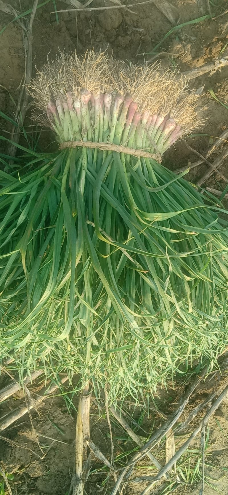 红根蒜苗产地直销。可为客户提供加工水洗