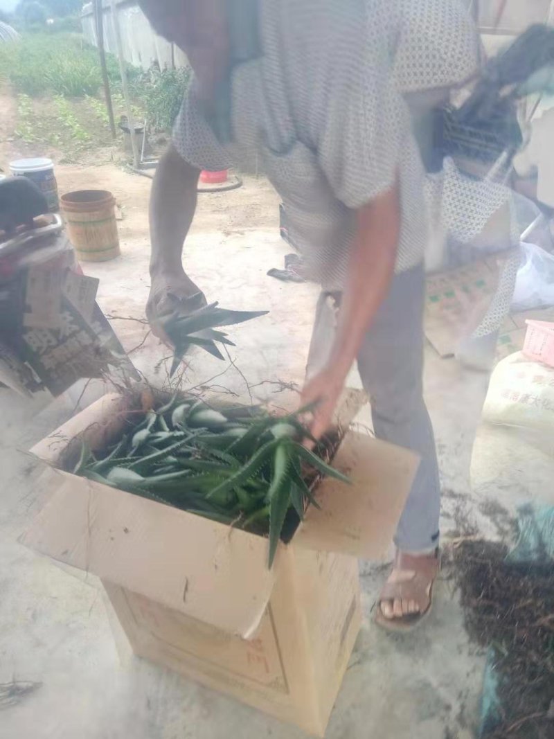 芦荟大量批发芦荟有要老板请及时联系大量现货欢迎订购