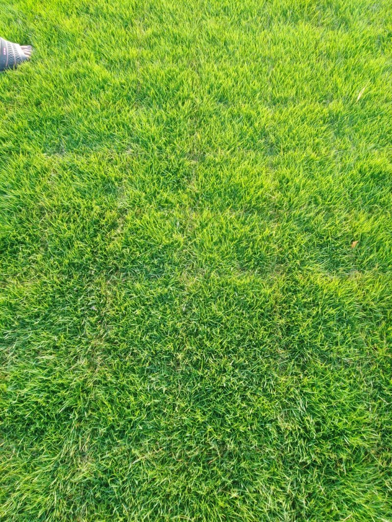 供应优质大叶油草皮，马尼拉草皮