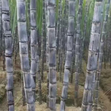 。。黑皮甘蔗5~6cm2~3米6~8斤，质量保证