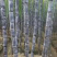 。。黑皮甘蔗5~6cm2~3米6~8斤，质量保证