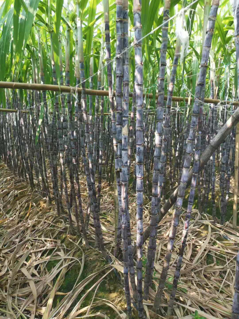。。黑皮甘蔗5~6cm2~3米6~8斤，质量保证