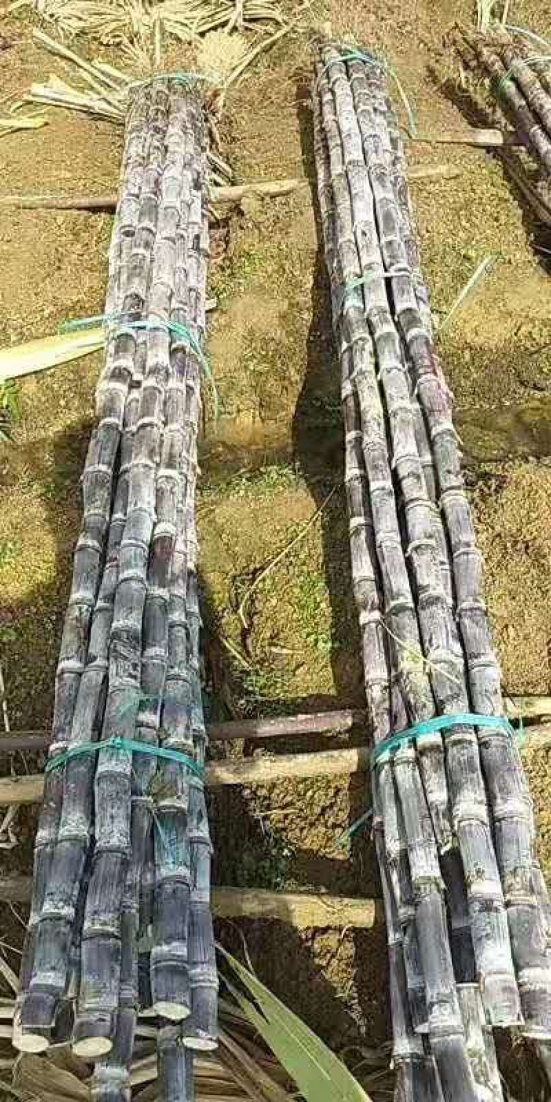 。。黑皮甘蔗5~6cm2~3米6~8斤，质量保证