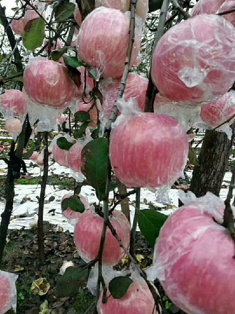 【红富士苹果】大量上市！电商！社区团购，商超货，规格齐全