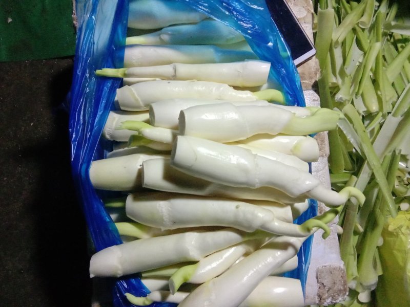 安徽省六安市大量供应浙大一号早熟双季茭白老墩苗，包运费