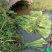 安徽省六安市大量供应浙大一号早熟双季茭白老墩苗，包运费